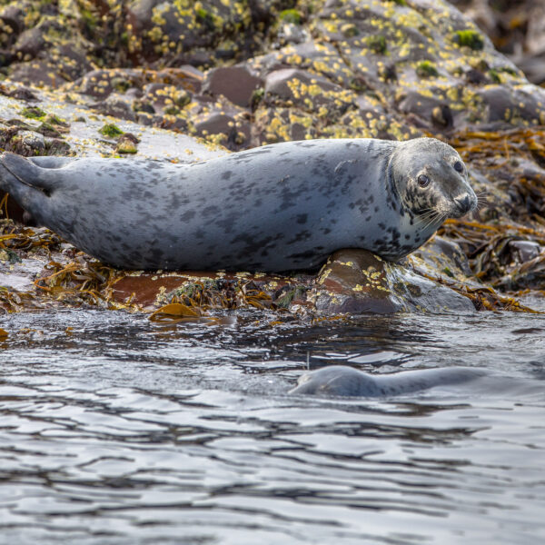 Sea Life